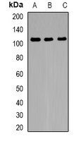 FNBP3 Antibody