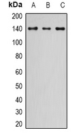 NIF1 Antibody