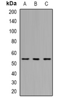 THNSL2 Antibody