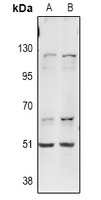 ITPKA Antibody