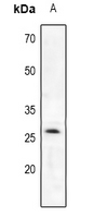 Trypsin 2 Antibody