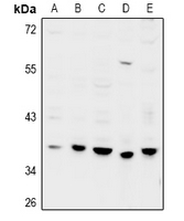 GPRC5D Antibody