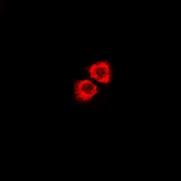 GPR115 Antibody