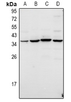 TWIK3 Antibody