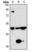 TAFI Antibody