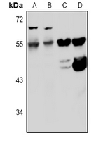 Kv5.1 Antibody