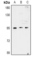 FAM35A/B Antibody