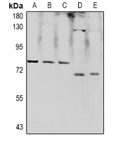 RPAP2 Antibody