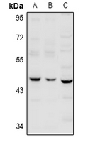 Serpin B12 Antibody