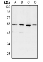 SHD Antibody