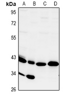 CD172g Antibody