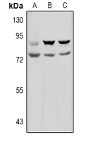 Prolyl Endopeptidase Antibody