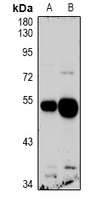 GPR103 Antibody