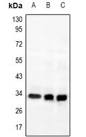 GPR169 Antibody