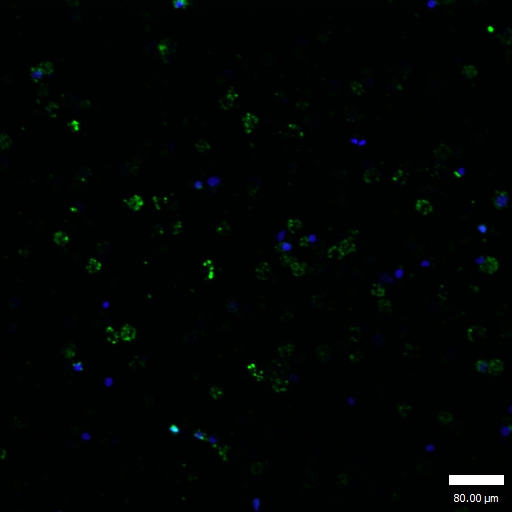 GATA1(Ab-310) Antibody