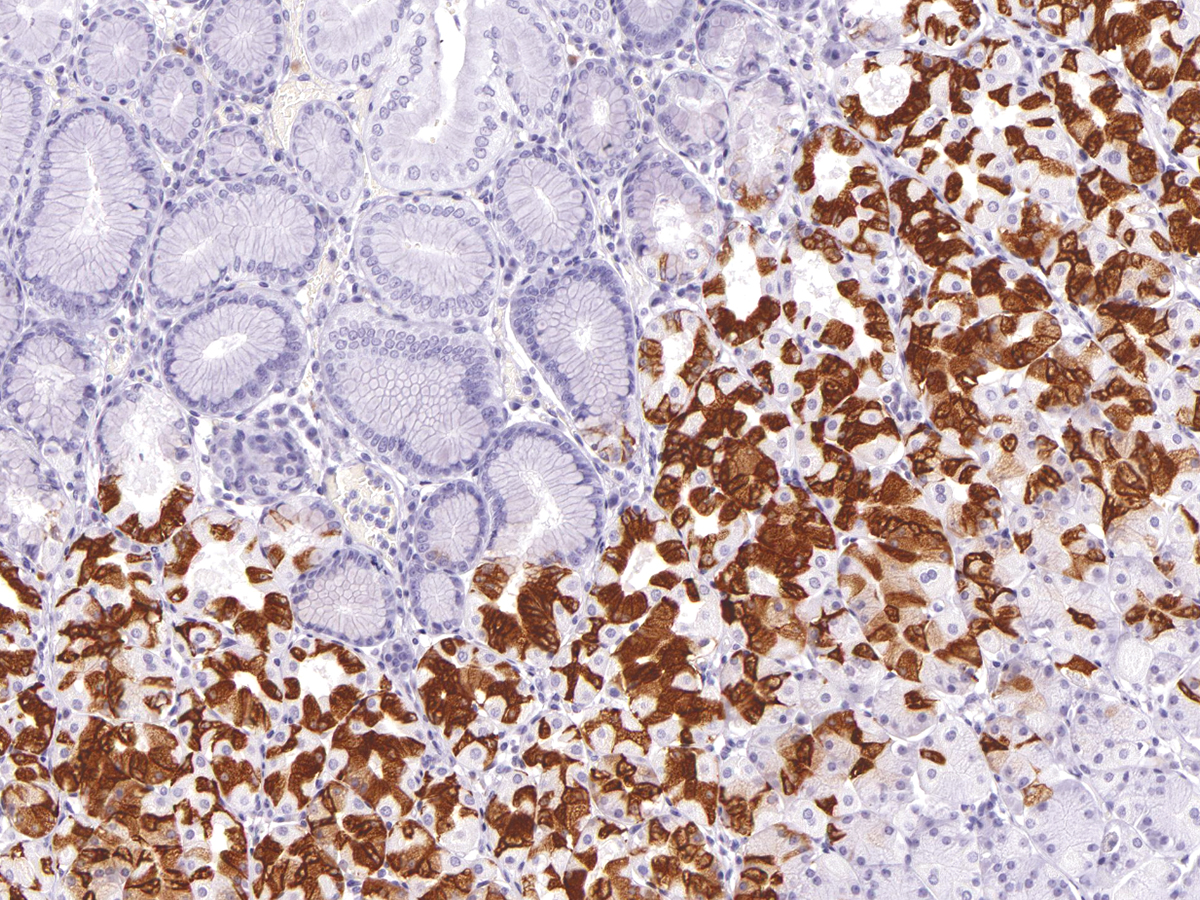 MUC6 Antibody