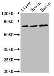 Hspa5 Antibody