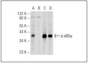 eIF-2a (Phospho-Ser 52) Antibody