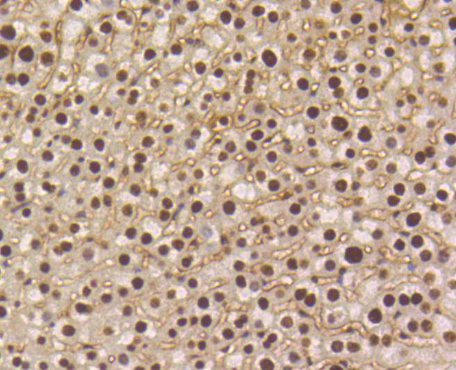 Phospho-Smad5(S463/465) Rabbit mAb