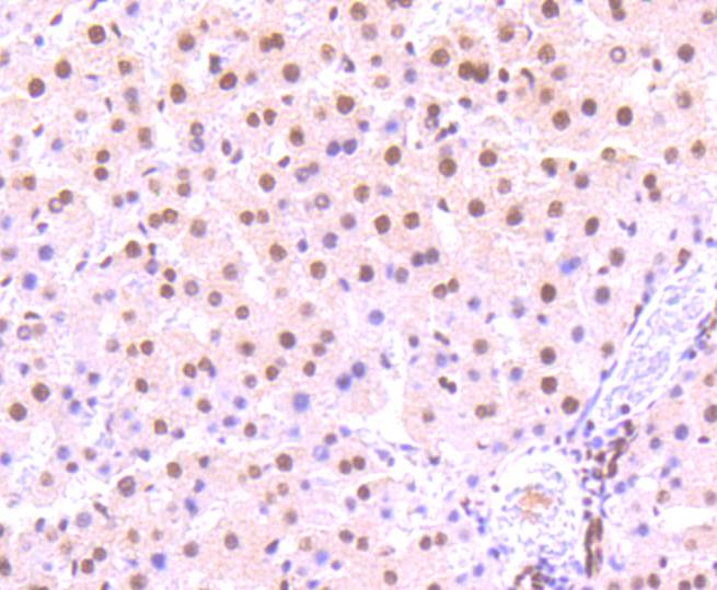 Phospho-STAT3(S727) Rabbit mAb