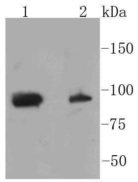 Phospho-STAT3(S727) Rabbit mAb