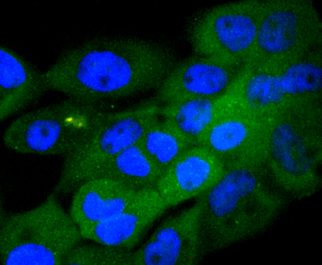 Phospho-GSK3(alpha+beta)(Y216+Y279) Rabbit mAb