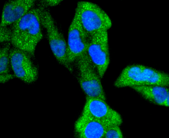 Phospho-GSK3(alpha+beta)(Y216+Y279) Rabbit mAb