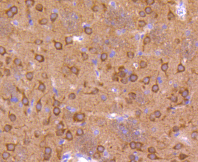 Phospho-GSK3(alpha+beta)(Y216+Y279) Rabbit mAb