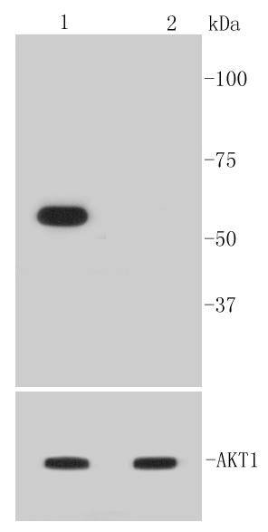 Phospho-Akt1(Ser473) Rabbit mAb