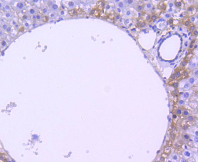 Phospho-RSK1 p90(T359+S363) Rabbit mAb