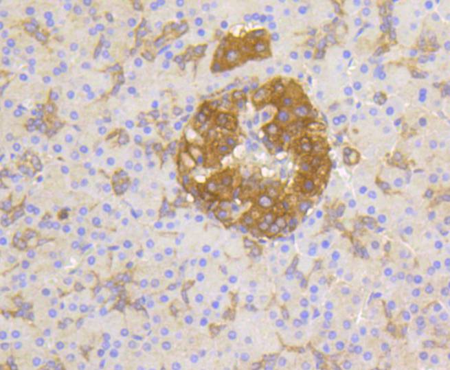 Phospho-PP2A(Y307) Rabbit mAb