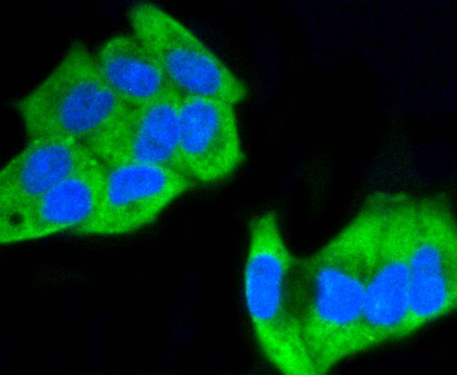 Phospho-MEK1(S218/S222) Rabbit mAb