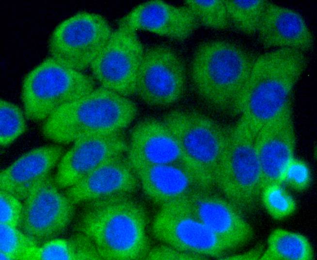 Phospho-MEK1(S218/S222) Rabbit mAb