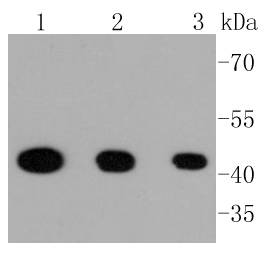 Phospho-MEK1(S218/S222) Rabbit mAb