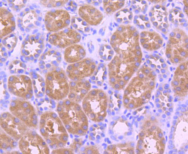 Phospho-TrkB(Y817) Rabbit mAb