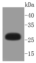 Phospho-Hsp27(S82) Rabbit mAb