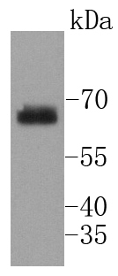 Phospho-SHP2(Y542) Rabbit mAb