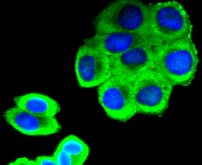 SIRT1(phospho S47) Rabbit mAb