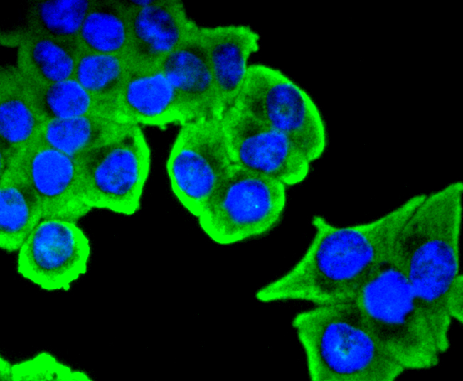 SIRT1(phospho S47) Rabbit mAb