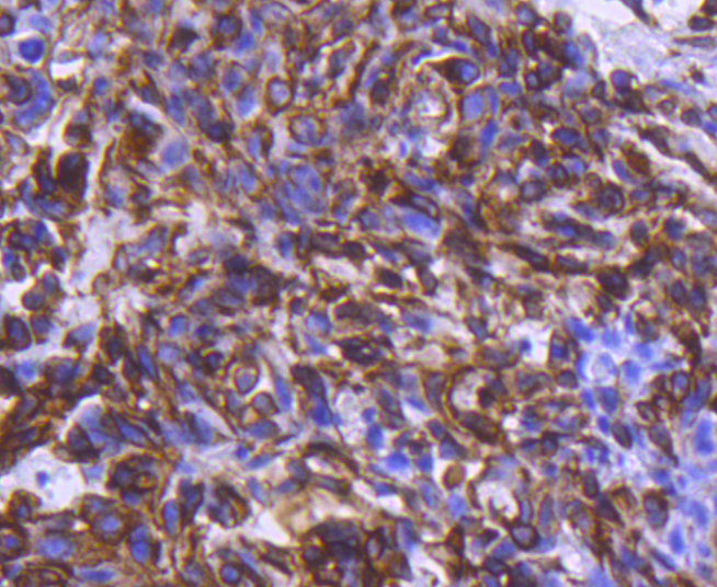 Phospho-Chk1 (S296) Rabbit mAb