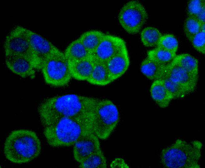 Phospho-MEK1 (S298) Rabbit mAb