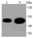 Phospho-CDC37 (S13) Rabbit mAb