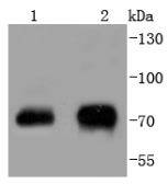 Phospho-Raf1 (S43) Rabbit mAb