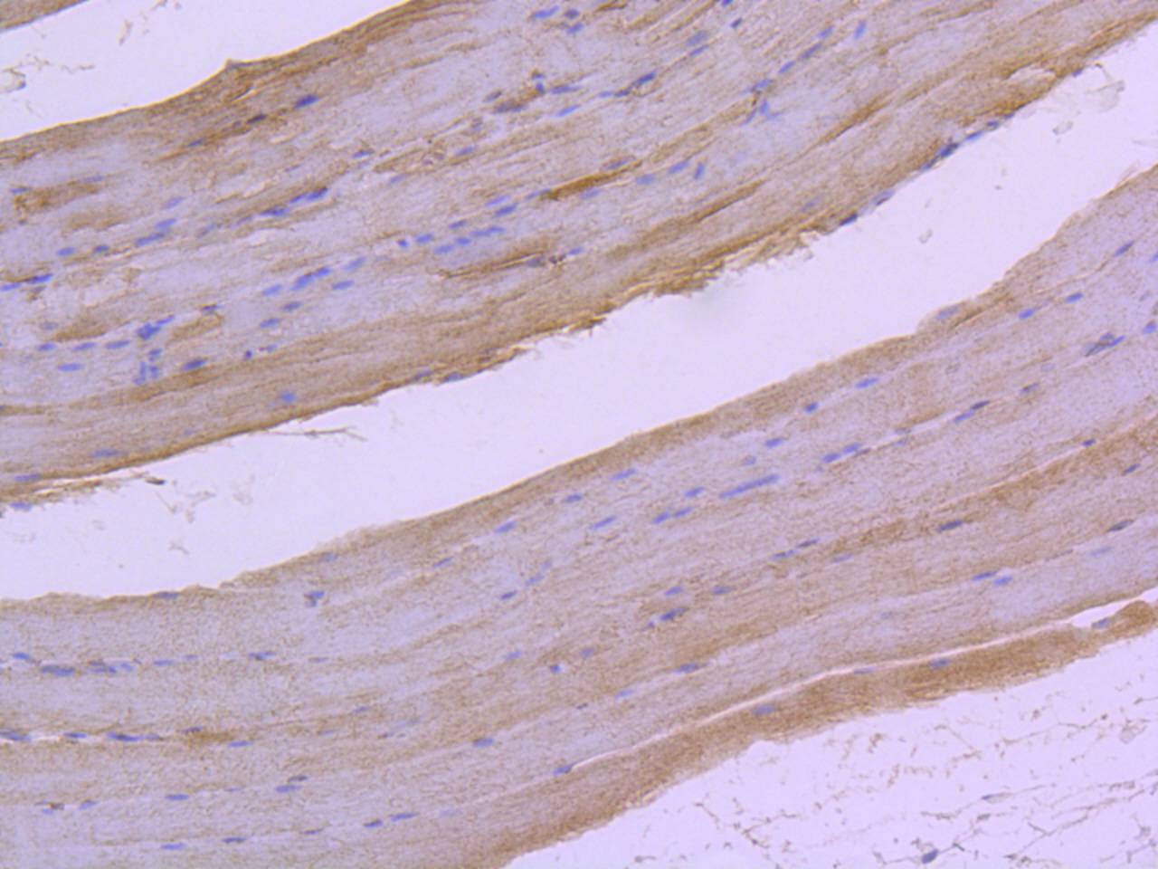 Phospho-Raf1 (S259) Rabbit mAb