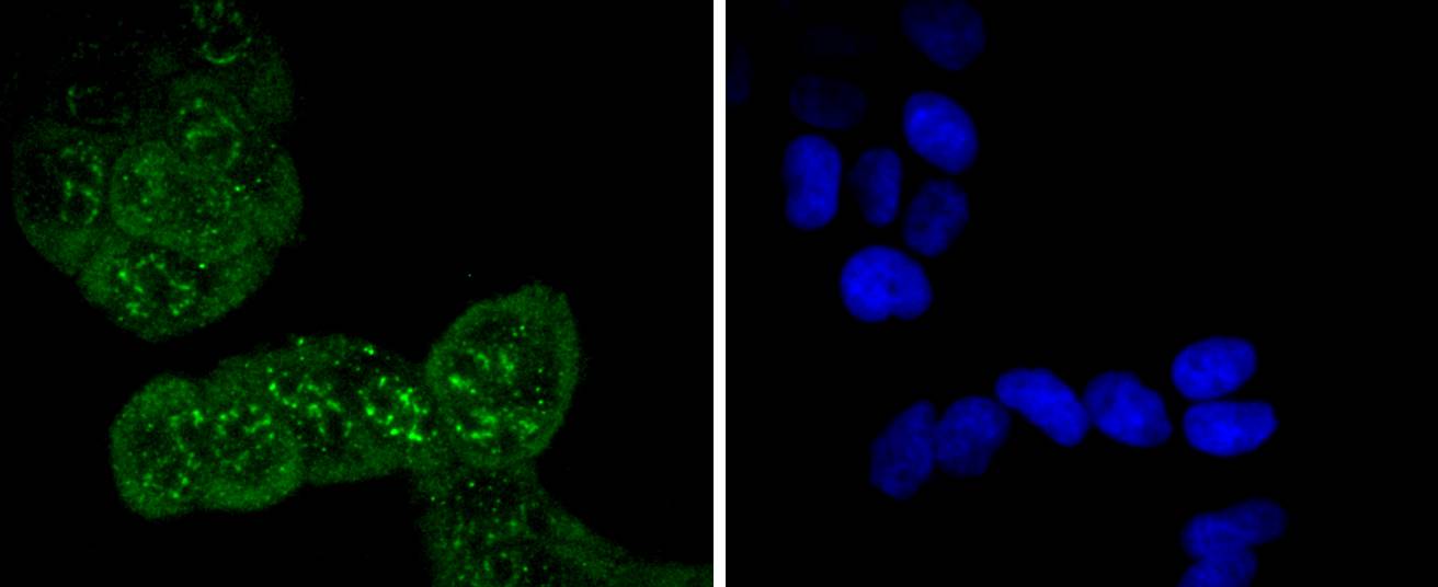 Phospho-Cdc6 (S54) Rabbit mAb