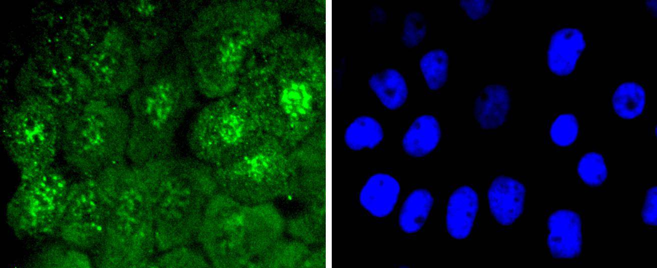 Phospho-Cdc6 (S54) Rabbit mAb