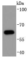 Phospho-Cdc6 (S54) Rabbit mAb