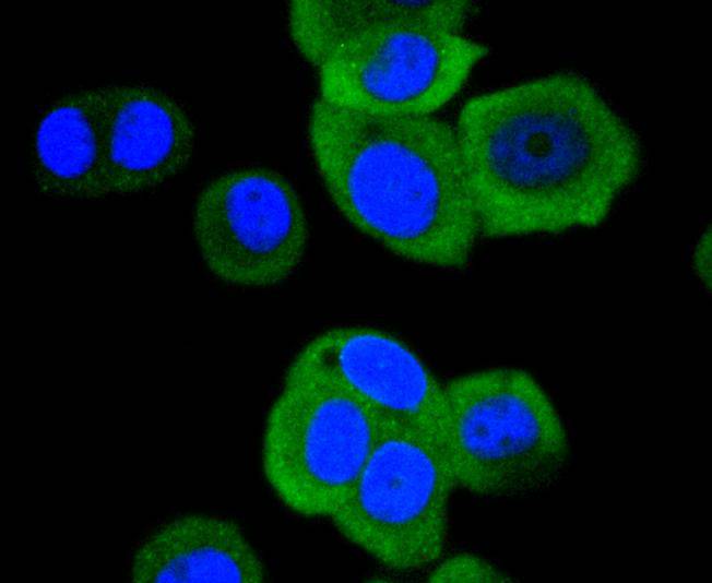 Phospho-Hsp27(S78) Rabbit mAb