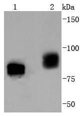 Phospho-B Raf(T401) Rabbit mAb