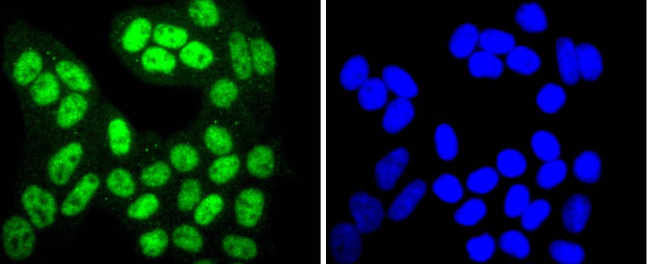 Phospho-SIRT1(T530) Rabbit mAb